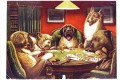 Animal acting human Dogs playing cards facetious humor pets
